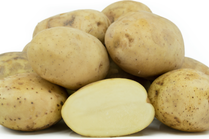 Where Can You Find the Best Kennebec Potatoes?