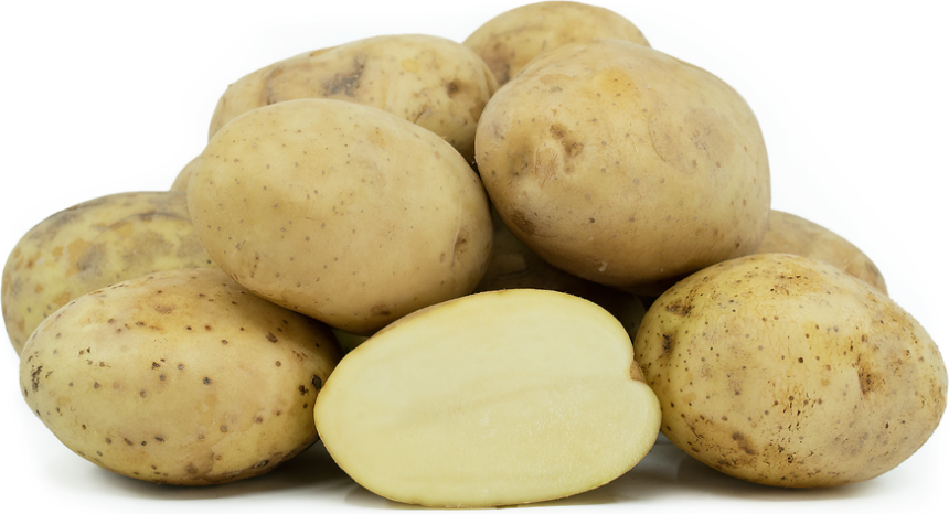 Where Can You Find the Best Kennebec Potatoes?